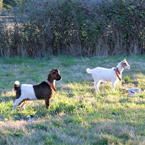 Bernard et bianca small