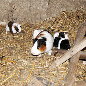 Cochons d inde small