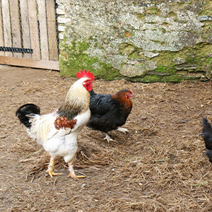 Coq et poules small