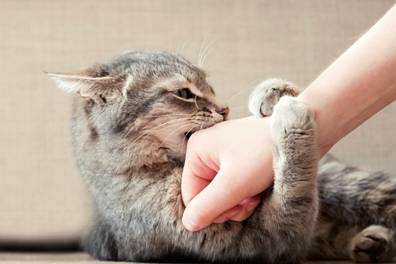 Chat caresse mordeur Blogue