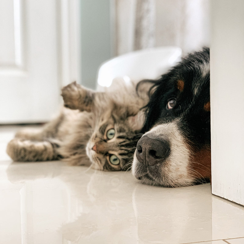 pet sitting chien chat